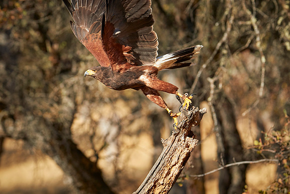 Falconry 7D 1041