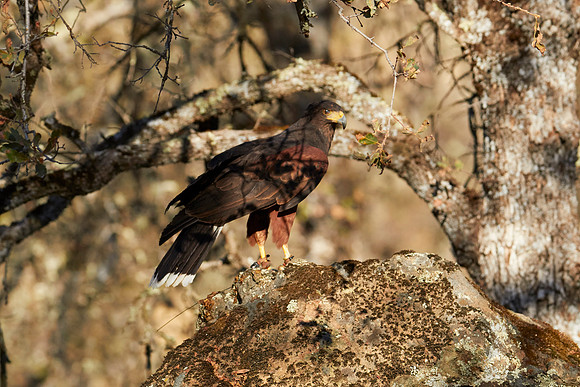 Falconry 7D 0998
