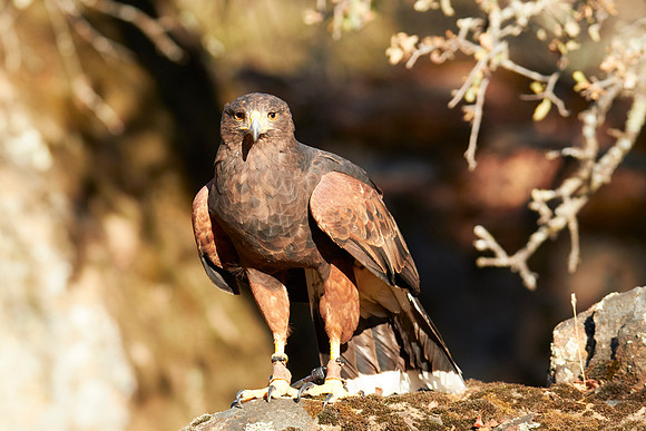 Falconry 7D 0989