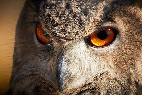 Falconry 7D 1231