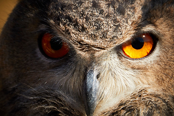 Falconry 7D 1247