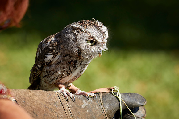 Falconry 7D 1304