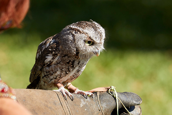 Falconry 7D 1305