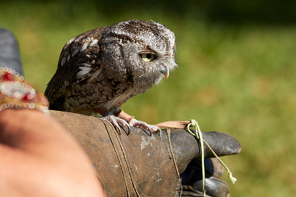 Falconry 7D 1306