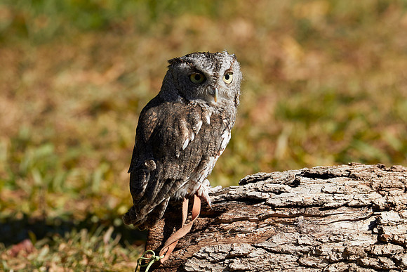 Falconry 7D 1310