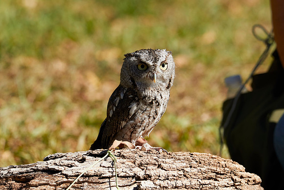 Falconry 7D 1313