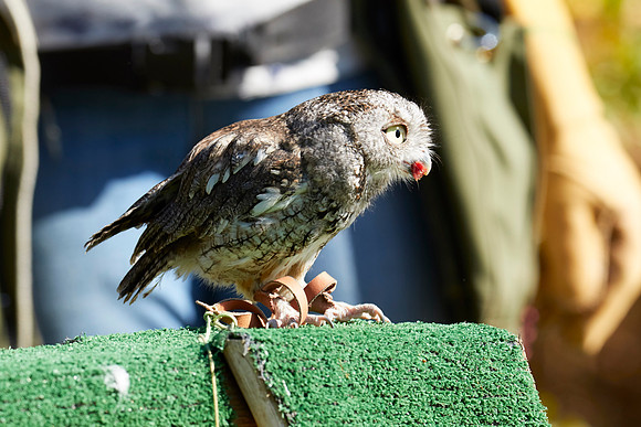 Falconry 7D 1331