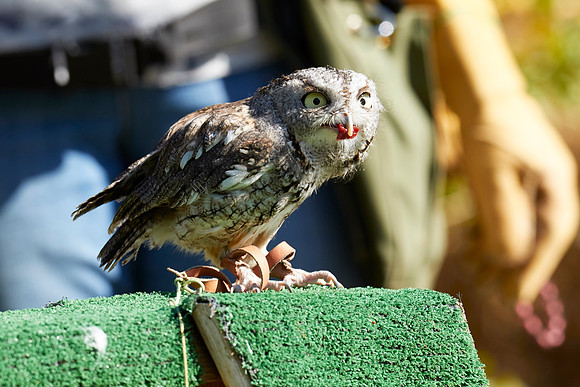 Falconry 7D 1332