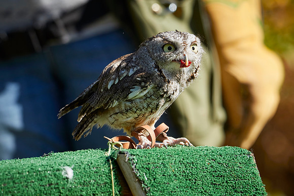 Falconry 7D 1333