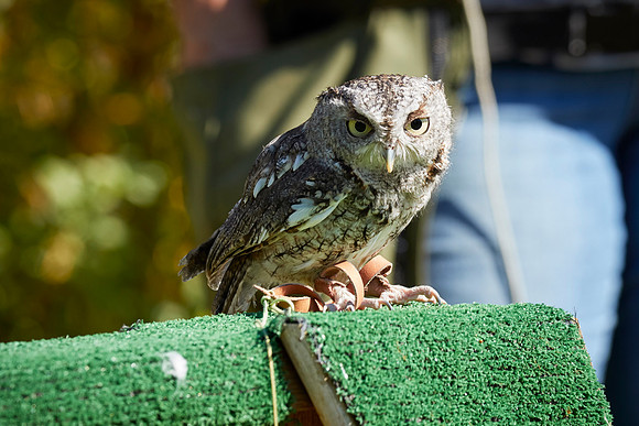Falconry 7D 1336