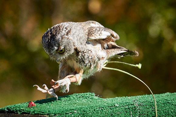 Falconry 7D 1341