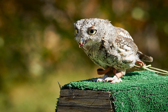 Falconry 7D 1343