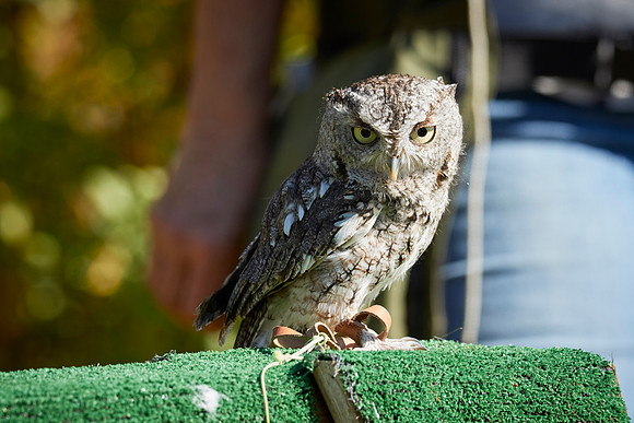 Falconry 7D 1346