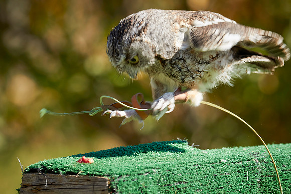 Falconry 7D 1358