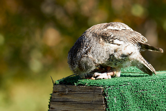 Falconry 7D 1360