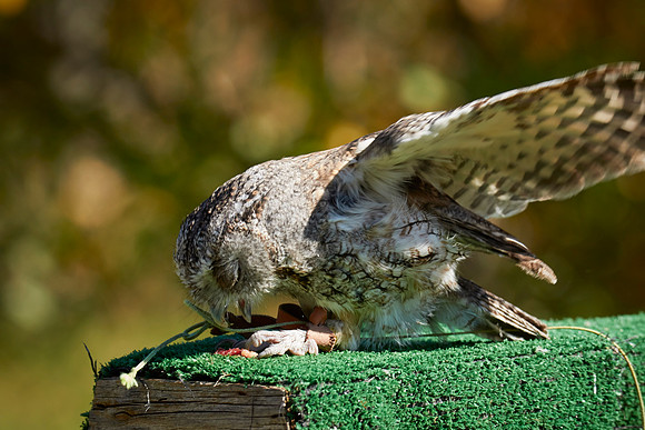 Falconry 7D 1359