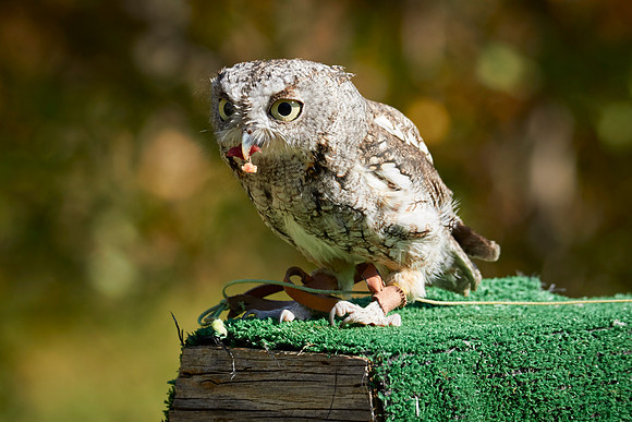 Falconry 7D 1362
