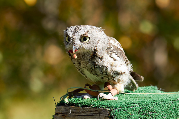 Falconry 7D 1363