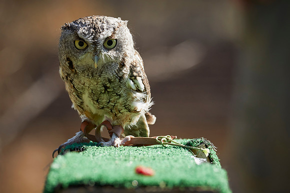 Falconry 7D 1368