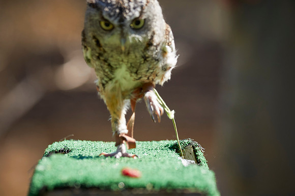 Falconry 7D 1370