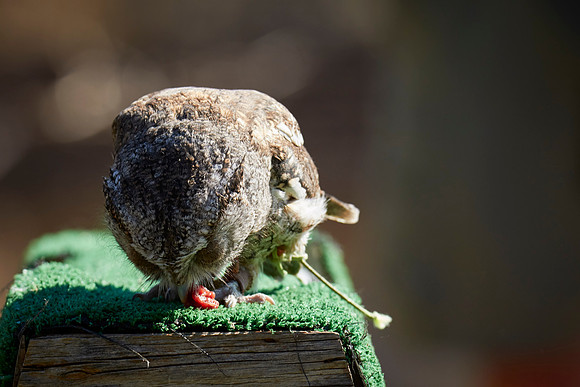 Falconry 7D 1372
