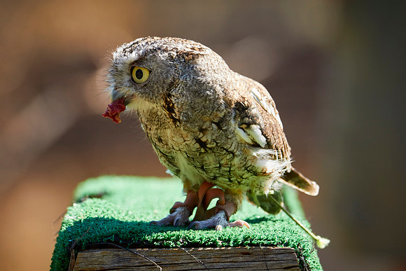 Falconry 7D 1373