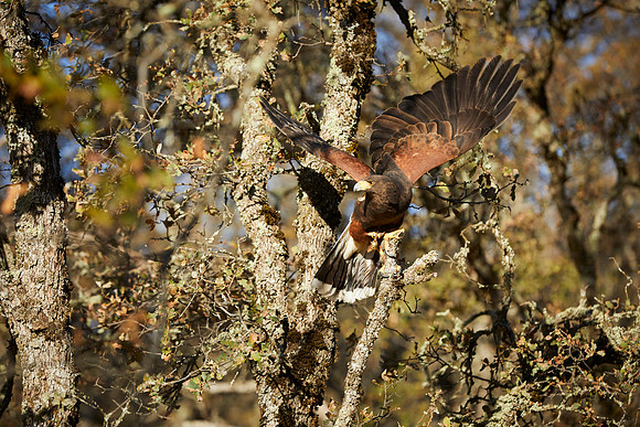 Falconry 058