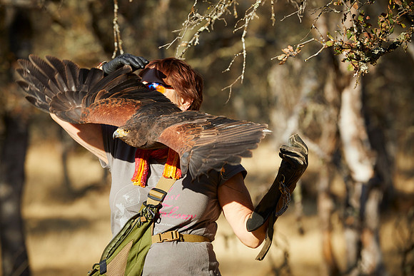 Falconry 101