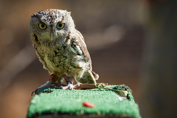 Falconry 7D 1367