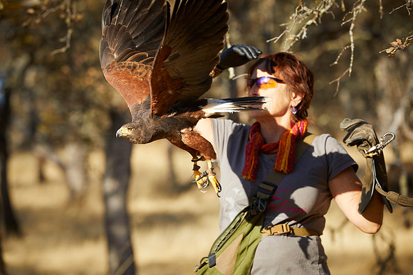 Falconry 102
