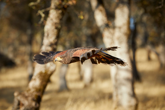 Falconry 103