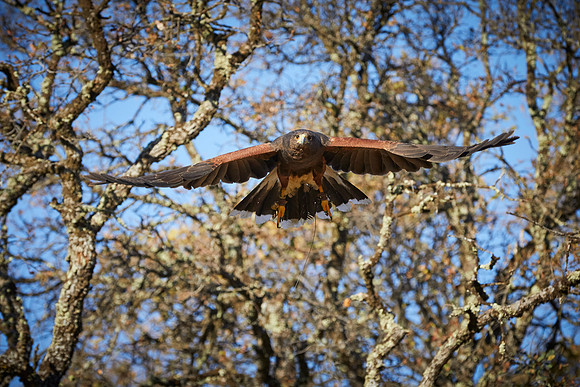 Falconry 138