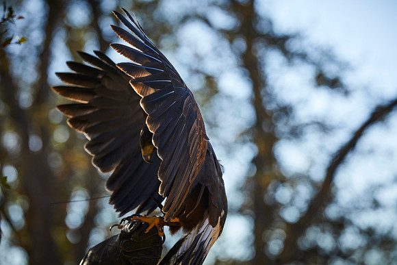 Falconry 079