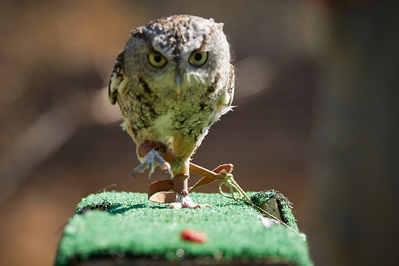 Falconry 7D 1369