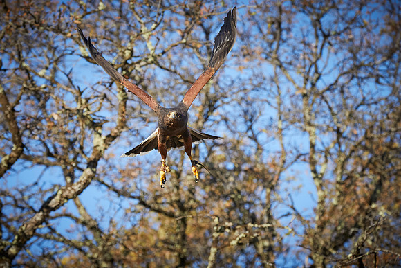 Falconry 139