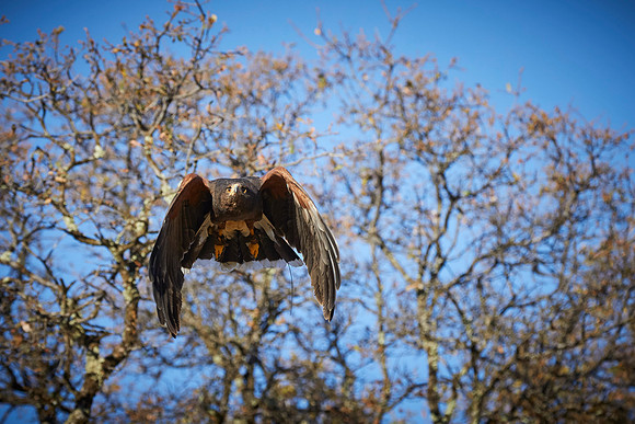 Falconry 140