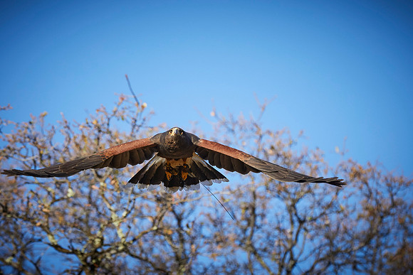 Falconry 141