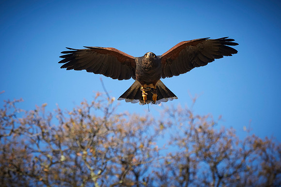 Falconry 142