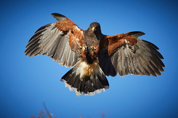 Falconry 144