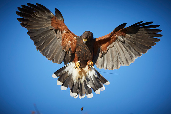 Falconry 145