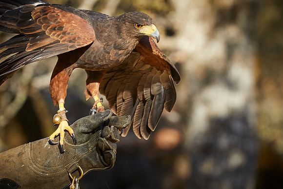 Falconry 155