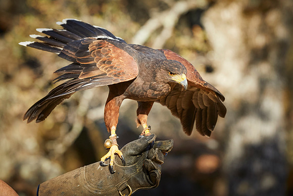 Falconry 156