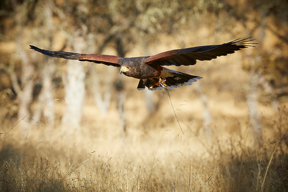 Falconry 187