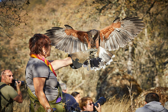 Falconry 260