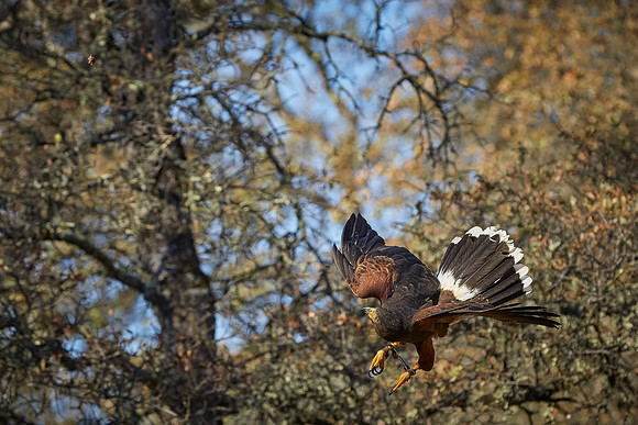 Falconry 277