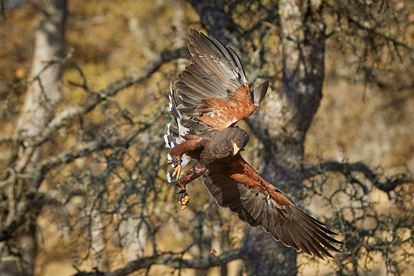 Falconry 278