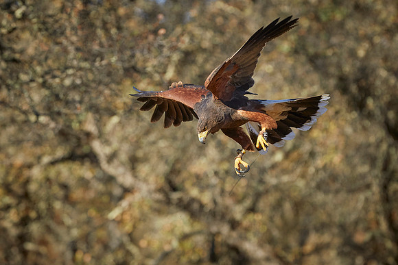 Falconry 289