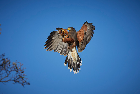 Falconry 296
