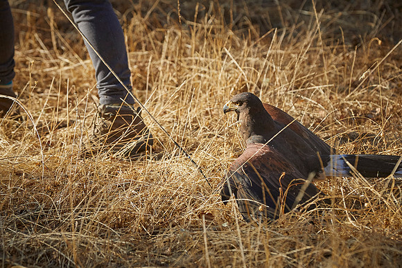 Falconry 313