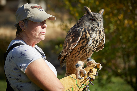 Falconry 337